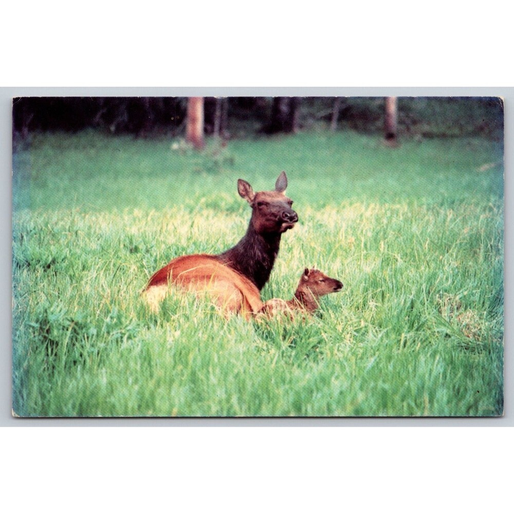 Postcard cow Elk & Calf Mama Baby Bedded Down in Grass Vintage c1970s Unposted